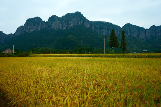 后岸村