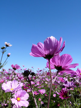 格桑花