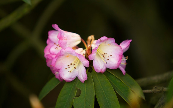 杜鹃花