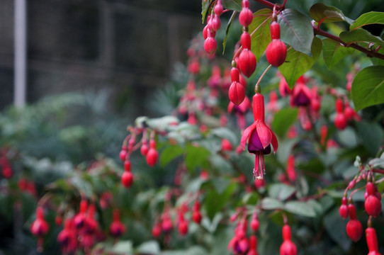 灯笼花