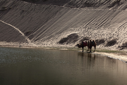 巴丹吉林沙漠 河边的骆驼