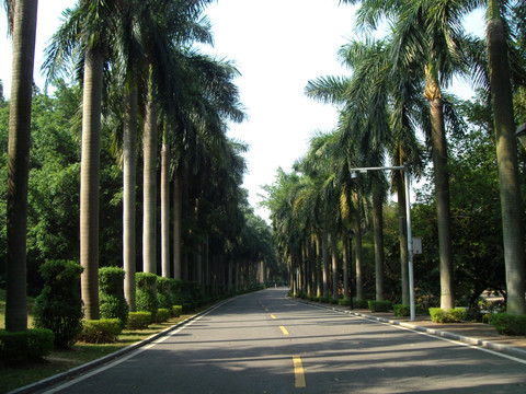 椰树大道