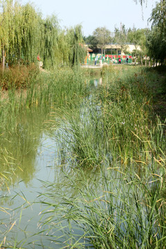 湿地小景 小河