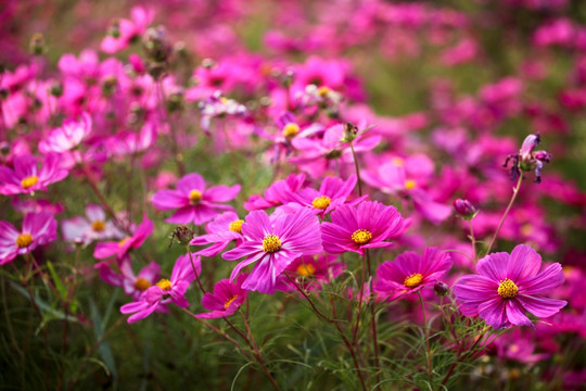 波斯菊 洛桑花