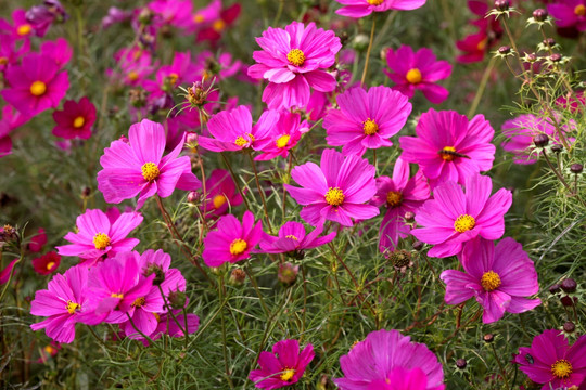 波斯菊 洛桑花