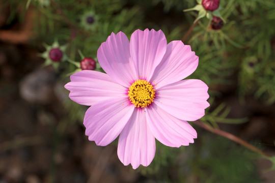 波斯菊 洛桑花