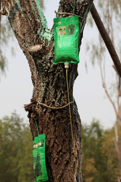 树木营养液 打吊针