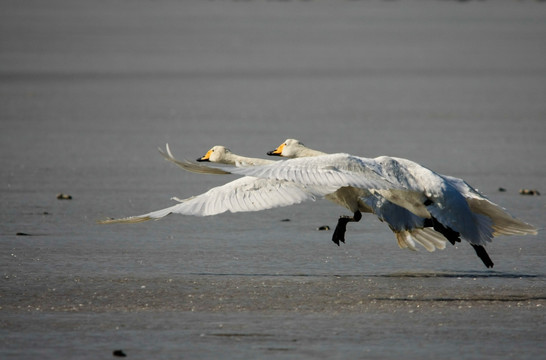 冰面起飞的大白天鹅