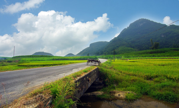 乡村 公路 牛车