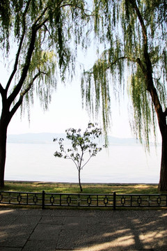 湖边柳
