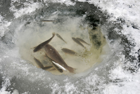 冬季钓鱼人养鱼的冰坑