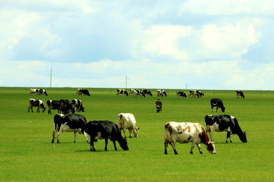 草原上的牛群 呼伦贝尔草原