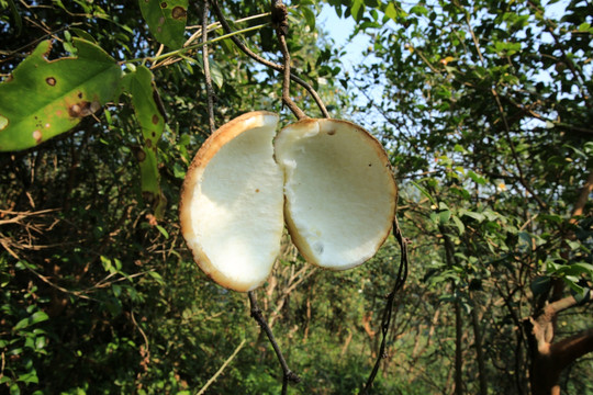 果壳 果皮 野果 八月果