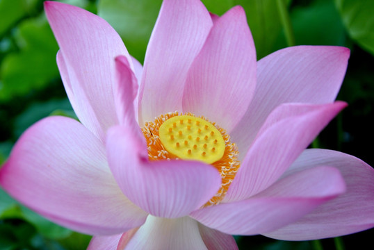 花开