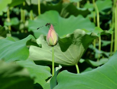 荷花蜻蜓