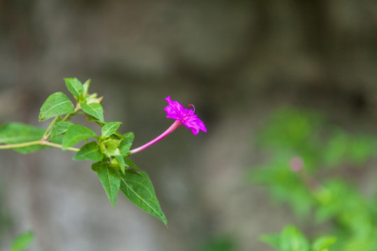 牵牛花