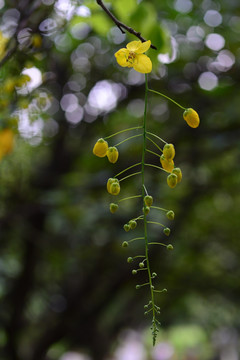 黄花