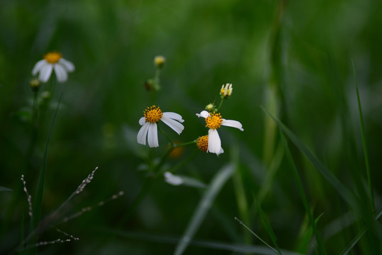 野菊花