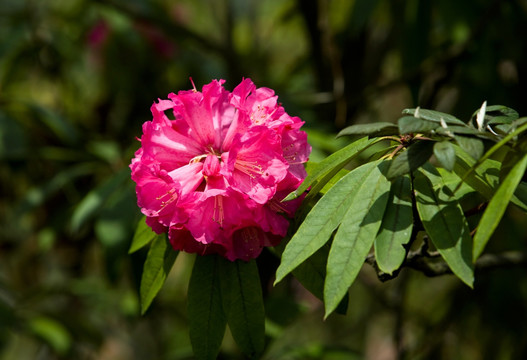 杜鹃花