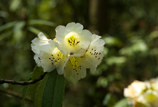 杜鹃花