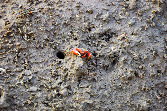滩涂上的小螃蟹