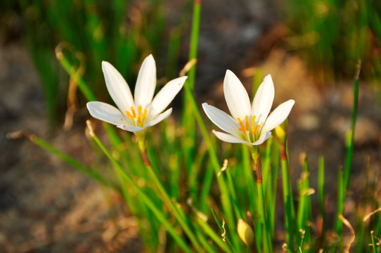 两朵白色小花
