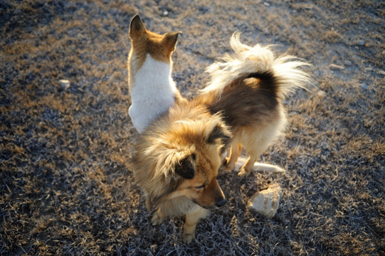 中华田园犬