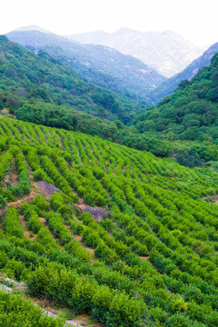 高山茶场