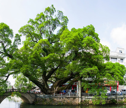 大榕树