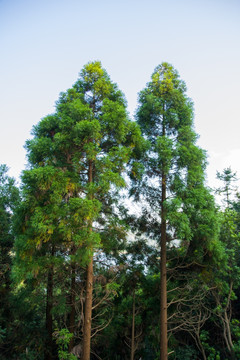 杉树