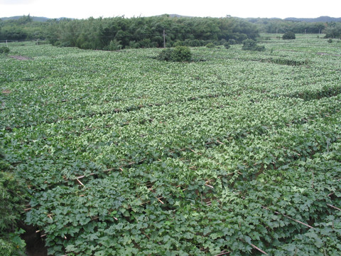 葛根种植基地