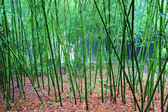 竹林 园林 景观 高清