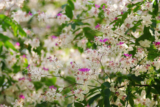 仪花