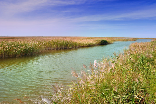 黄河口湿地公园