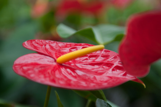红掌花