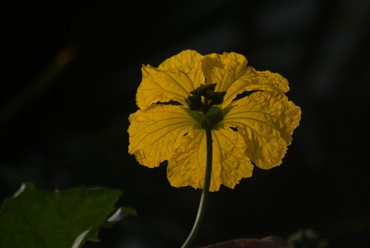 丝瓜花