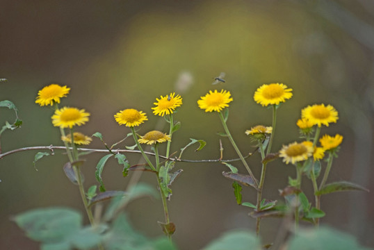 野菊花