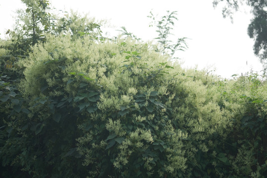 野生植物