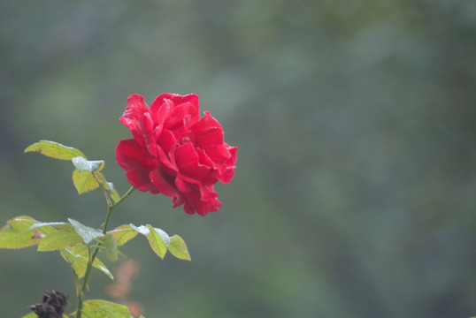 月季花