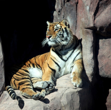 世界上最大的猫科动物东北虎