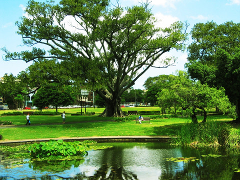 澳洲海德公园里漂亮的大树