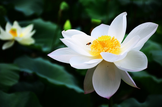 花卉摄影