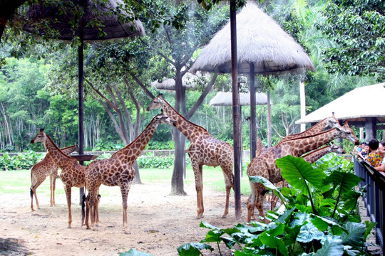 长颈鹿动物园