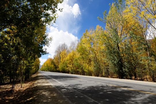 秋色中的树木和道路 公路