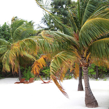 椰子树 