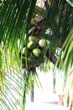 椰子树 椰子果