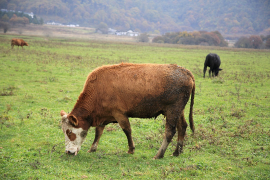 牛 奶牛 草原 牧场