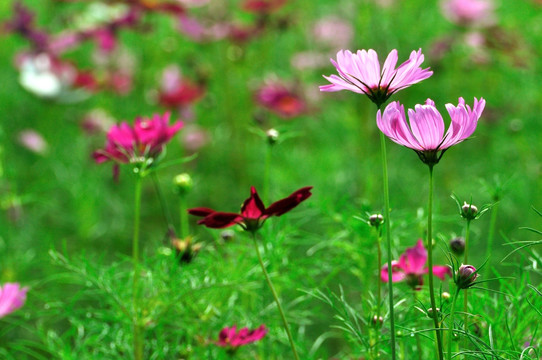 格桑花