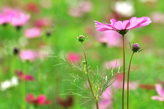 格桑花