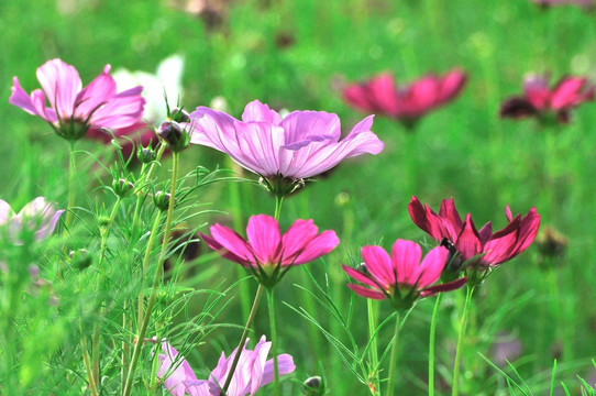 格桑花